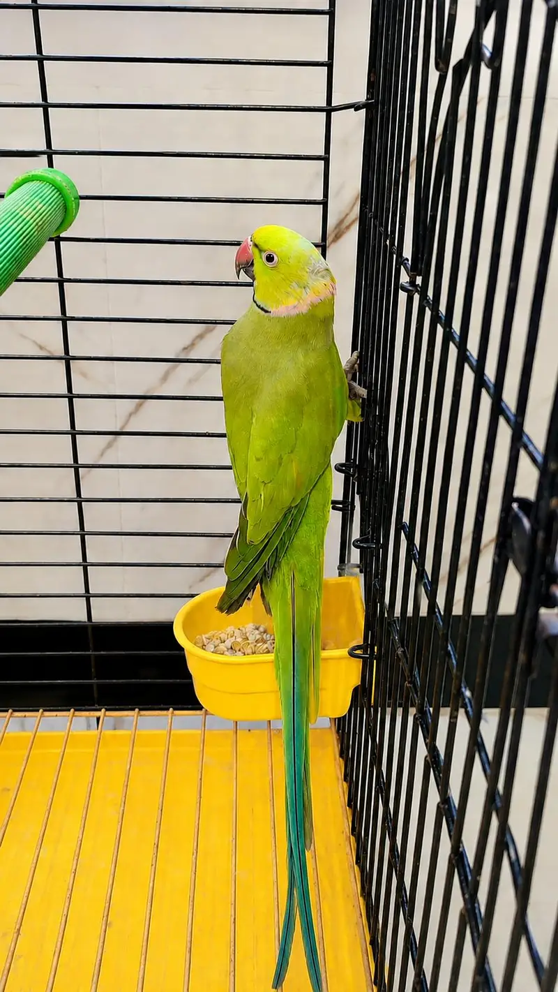ringneck breeder male & lacewing & cremino — photo 4