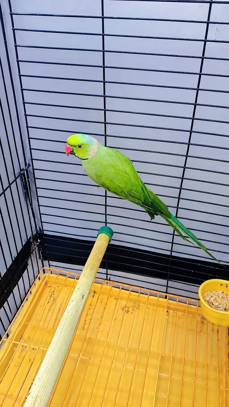 ringneck breeder male & lacewing & cremino — photo 5