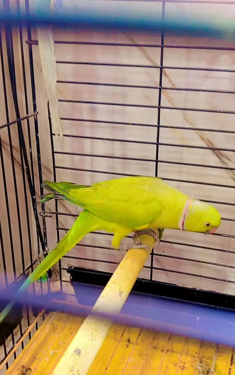 ringneck breeder male & lacewing & cremino — photo 6