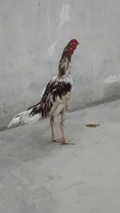 Aseel patha or murgi
