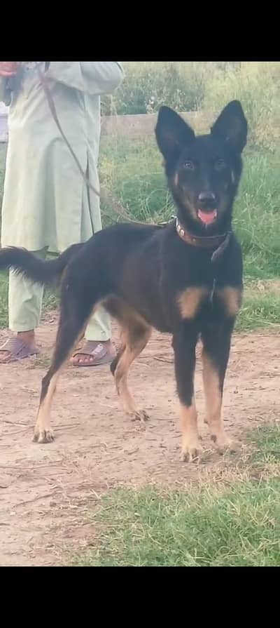 Belgium Shepherd double coat 6 month female