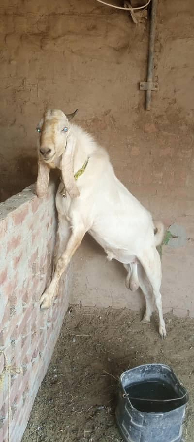 Rajanpuri Bakra (Breeder)