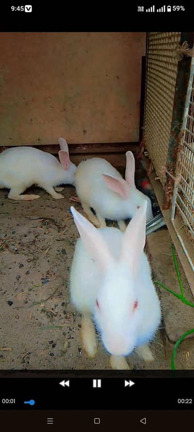 6 red eyes rabbit for sale and exchange aseel murga