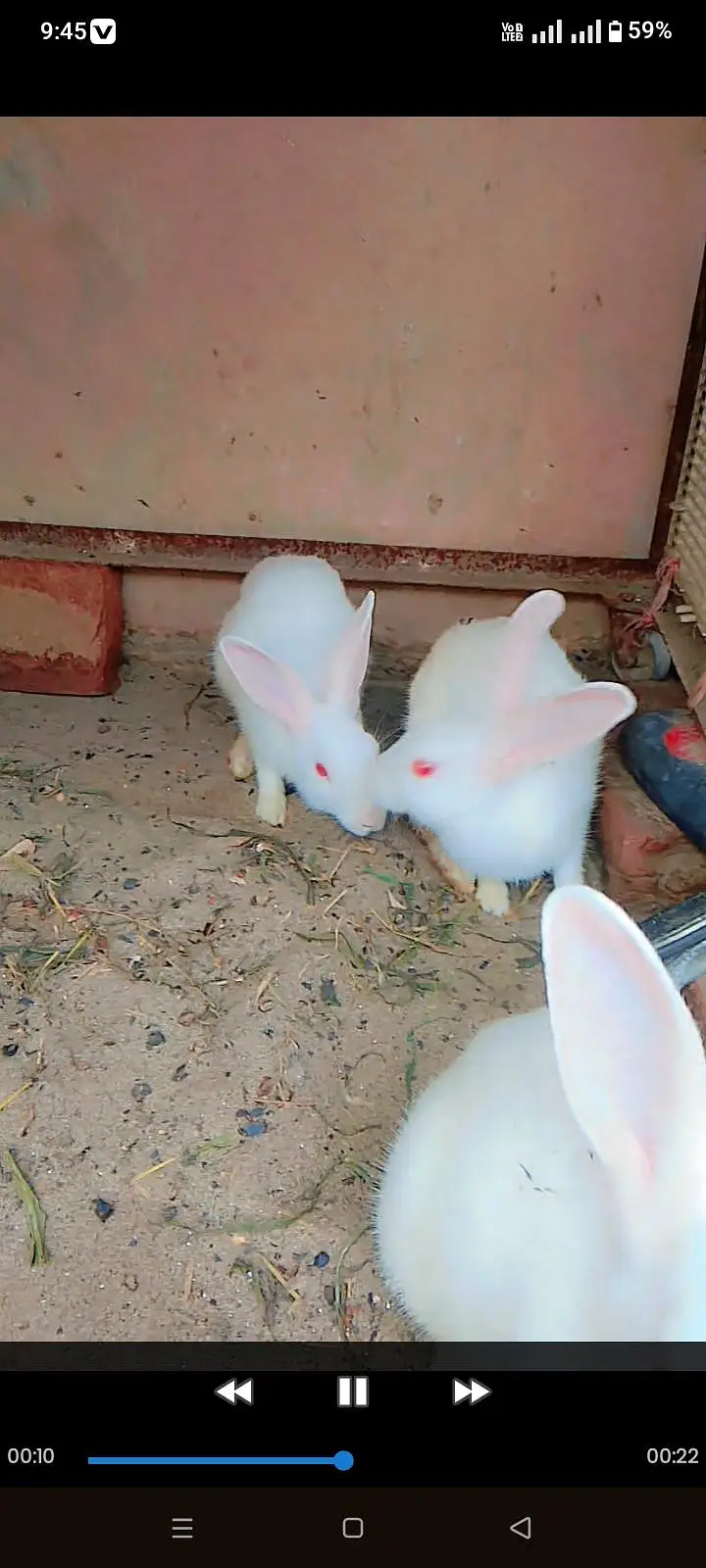 6 red eyes rabbit for sale and exchange aseel murga — photo 2