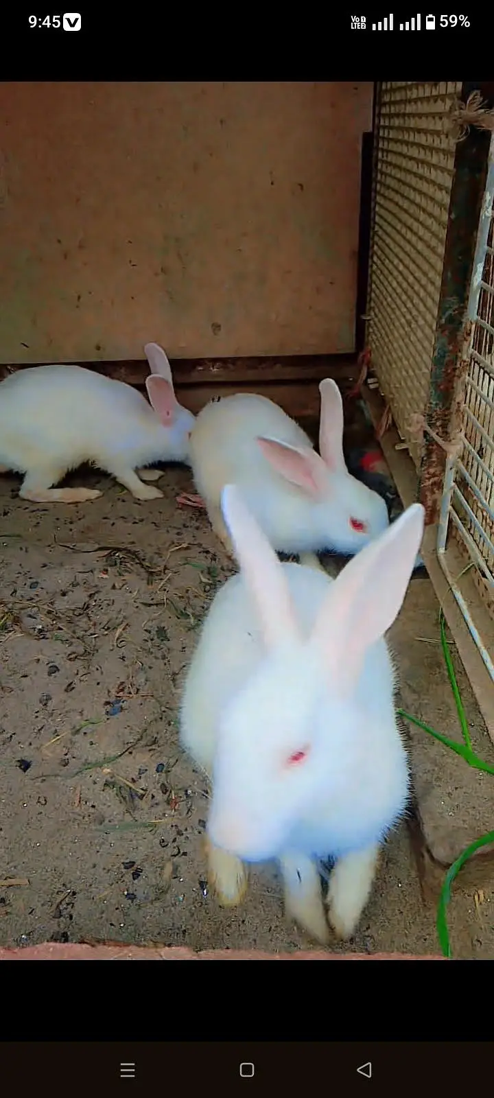 6 red eyes rabbit for sale and exchange aseel murga — photo 4