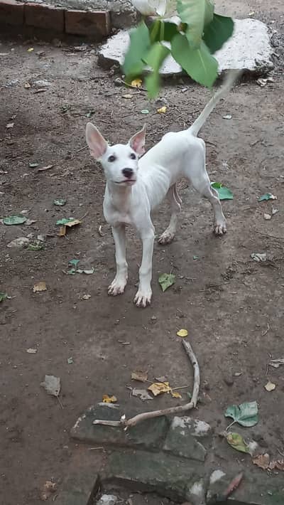 gultair male puppy best guard dog