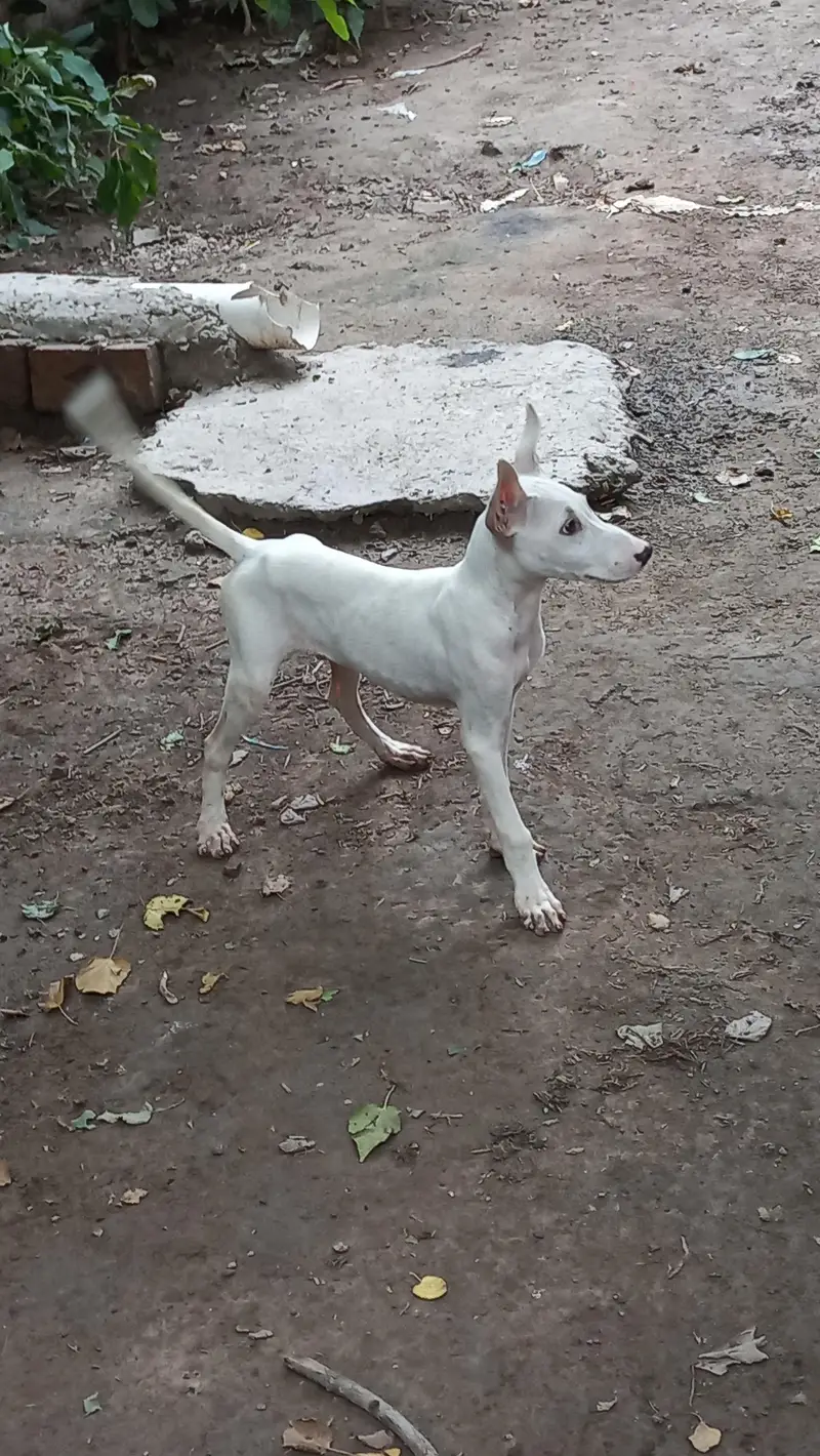 gultair male puppy best guard dog — photo 2