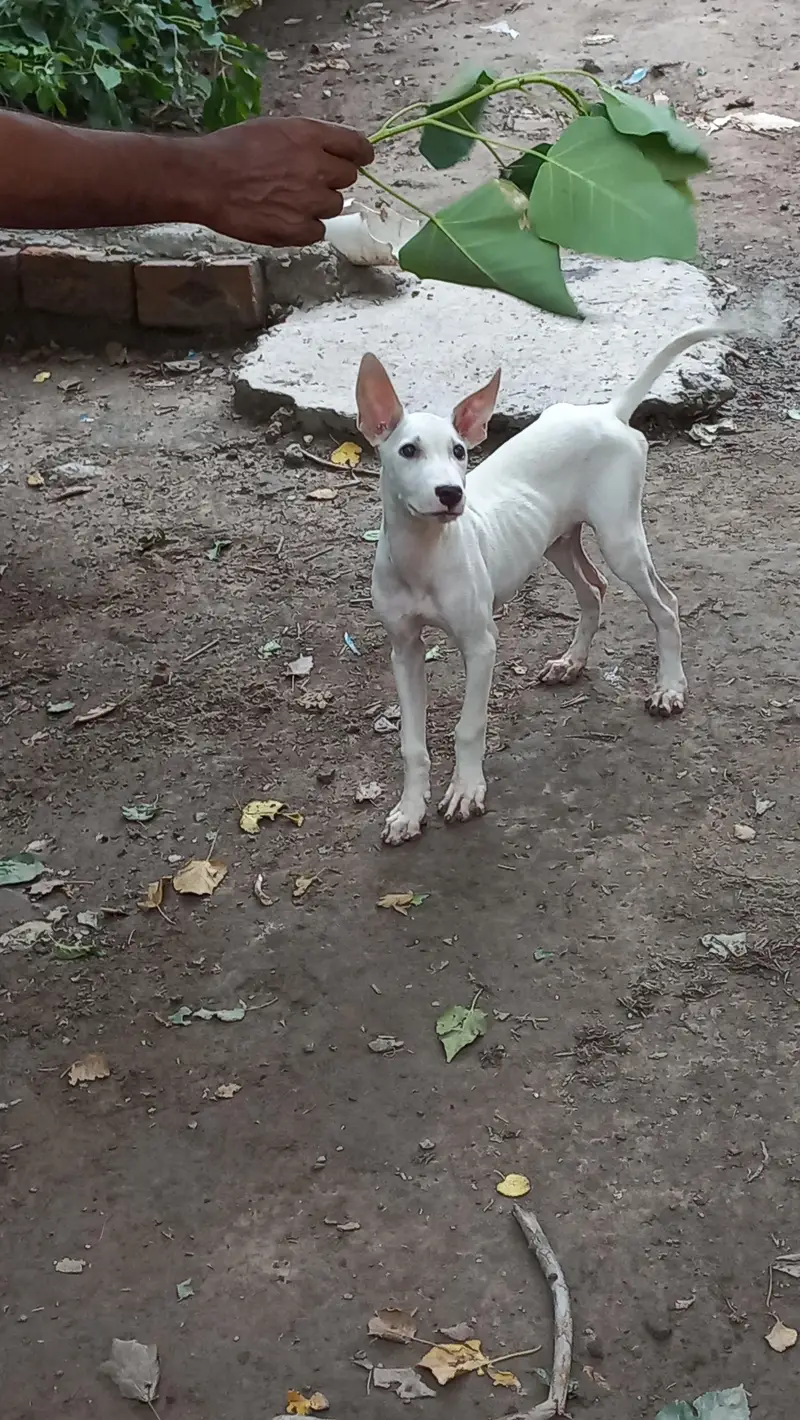 gultair male puppy best guard dog — photo 3