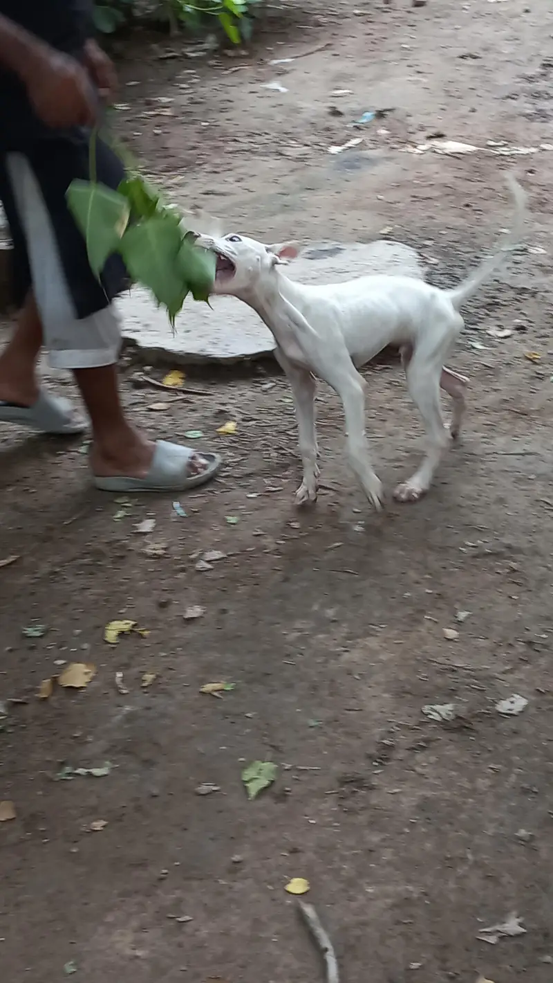 gultair male puppy best guard dog — photo 4