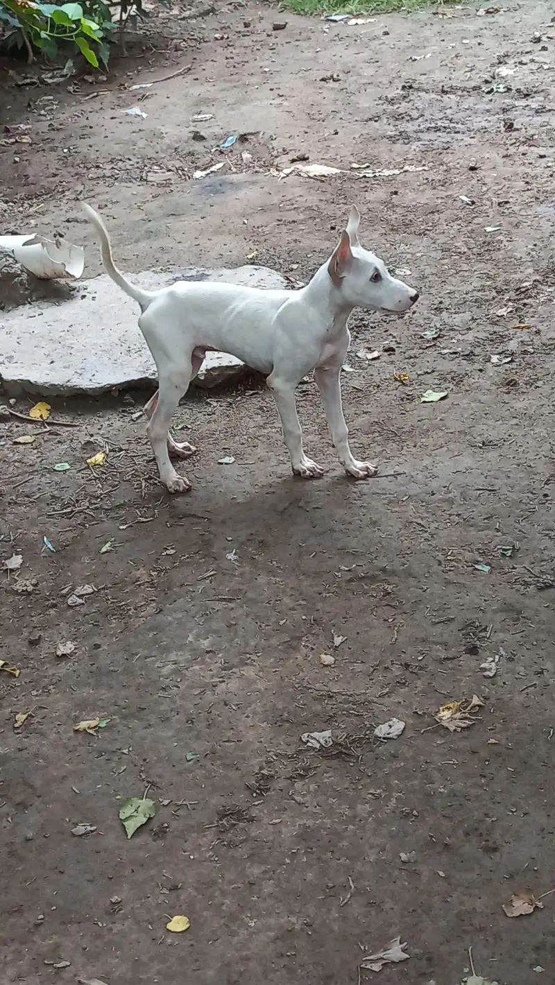 gultair male puppy best guard dog — photo 5