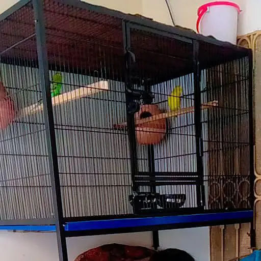 Cage for sale 3×2×2