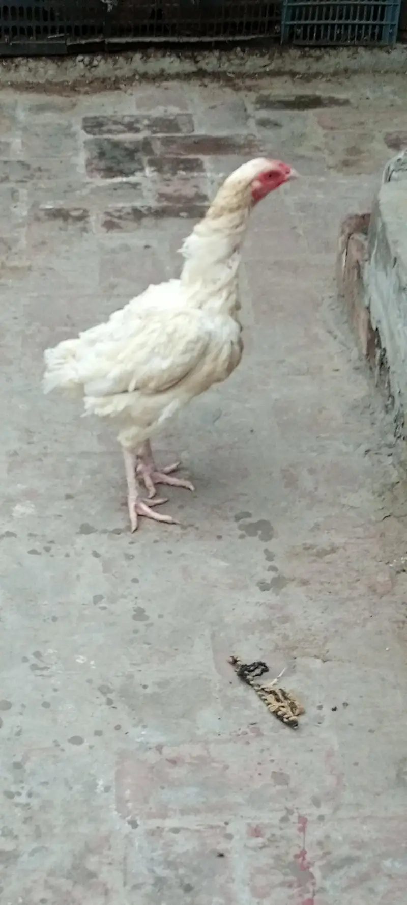 heera female & cheena patha — photo 2