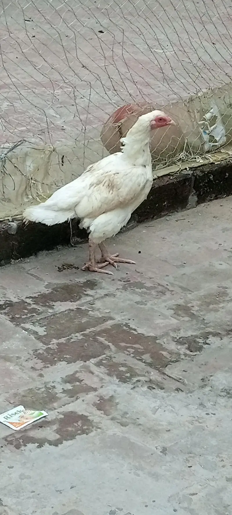 heera female & cheena patha — photo 4