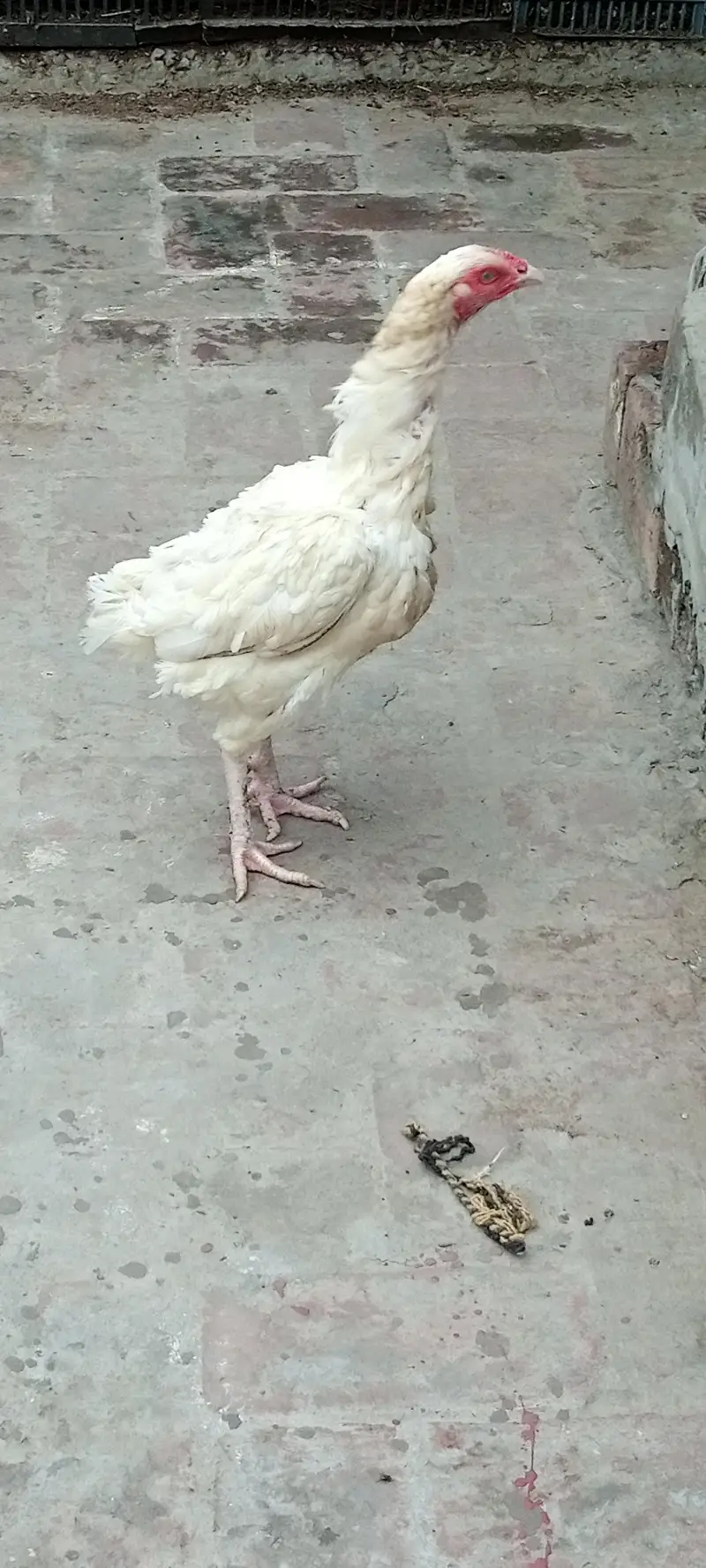 heera female & cheena patha — photo 5