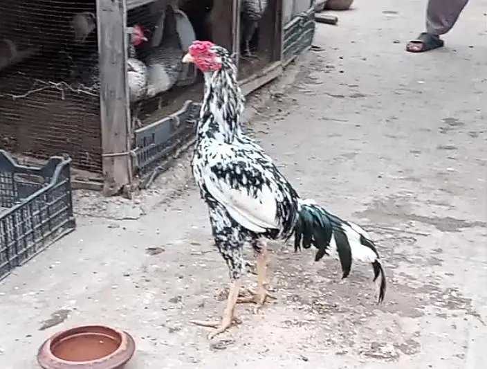 heera female & cheena patha — photo 6