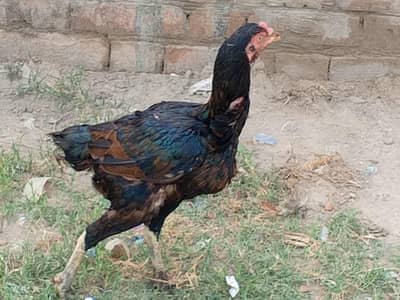تھائی اصیل مرغی برائے فروخت