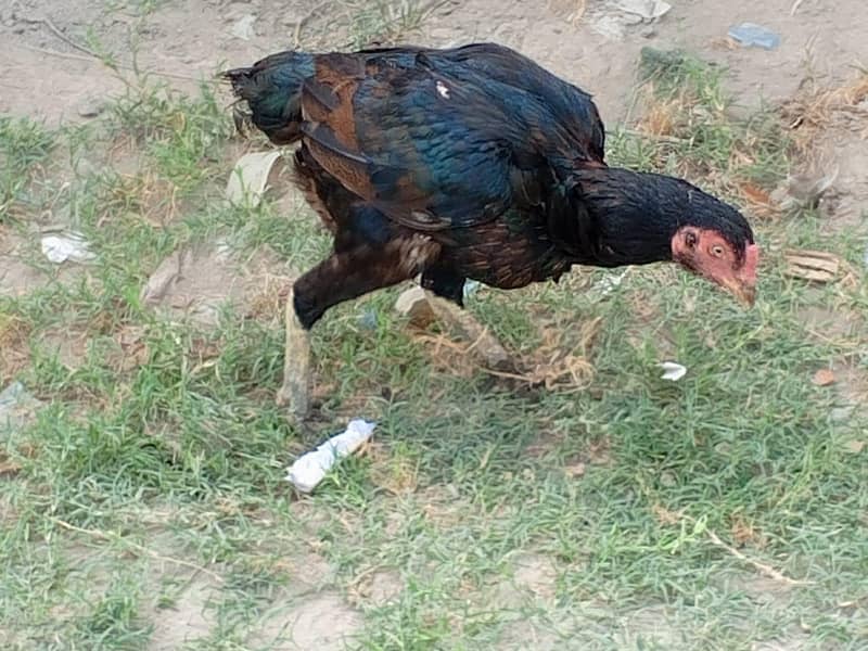 تھائی اصیل مرغی برائے فروخت 1