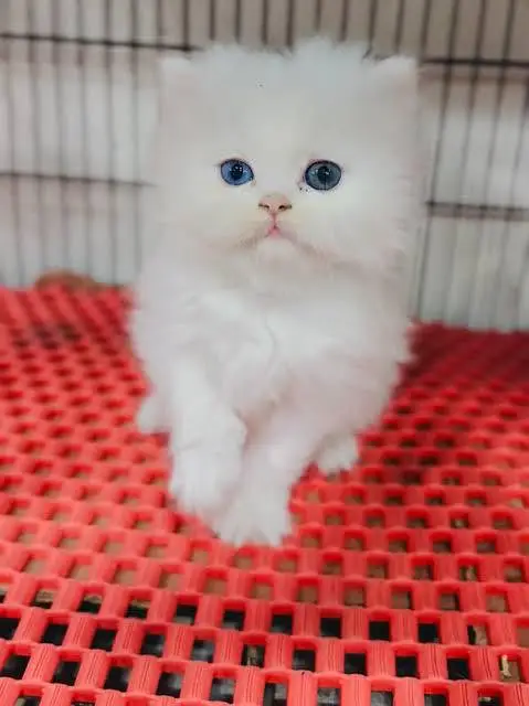 Persian cat 2month vaccinated — photo 2
