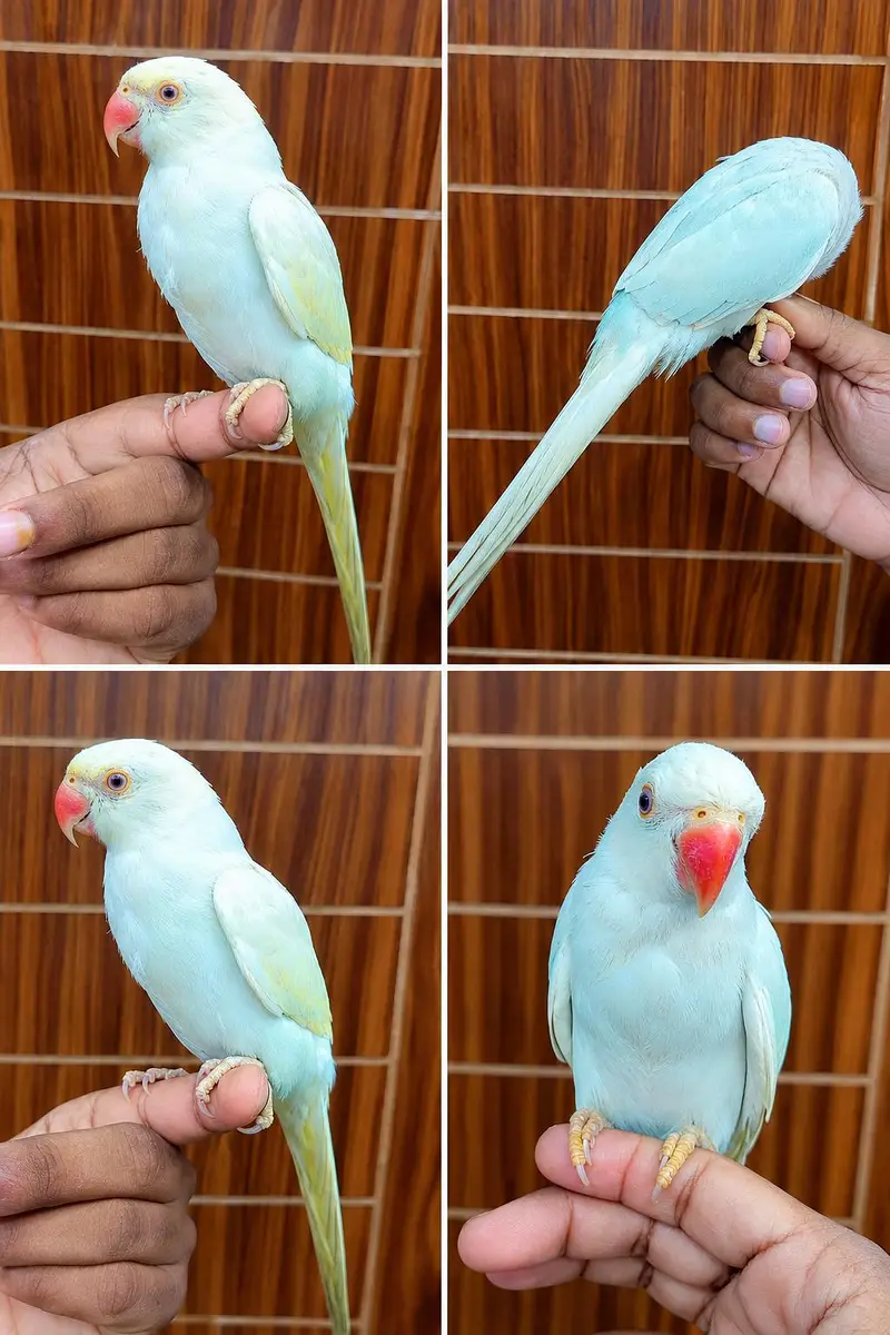ringneck breeder male & lacewing & cremino — photo 7