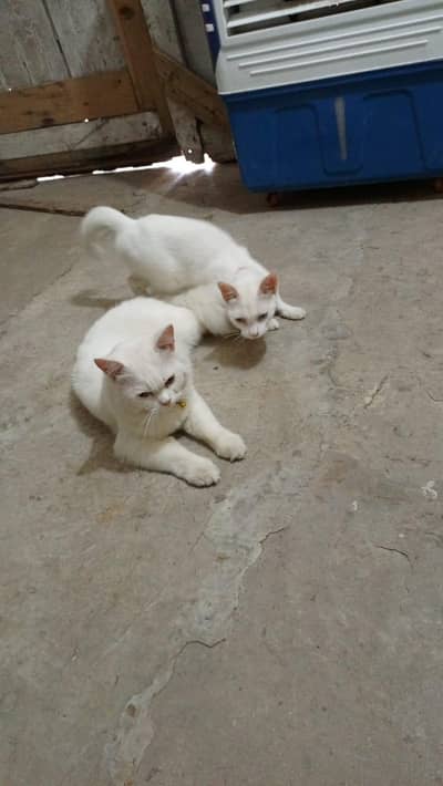 Persian cats pair available in good price