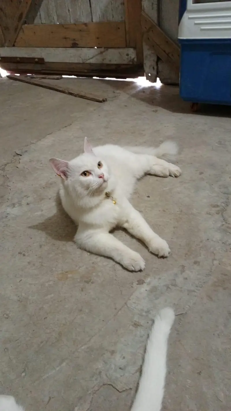 Persian cats pair available in good price — photo 2