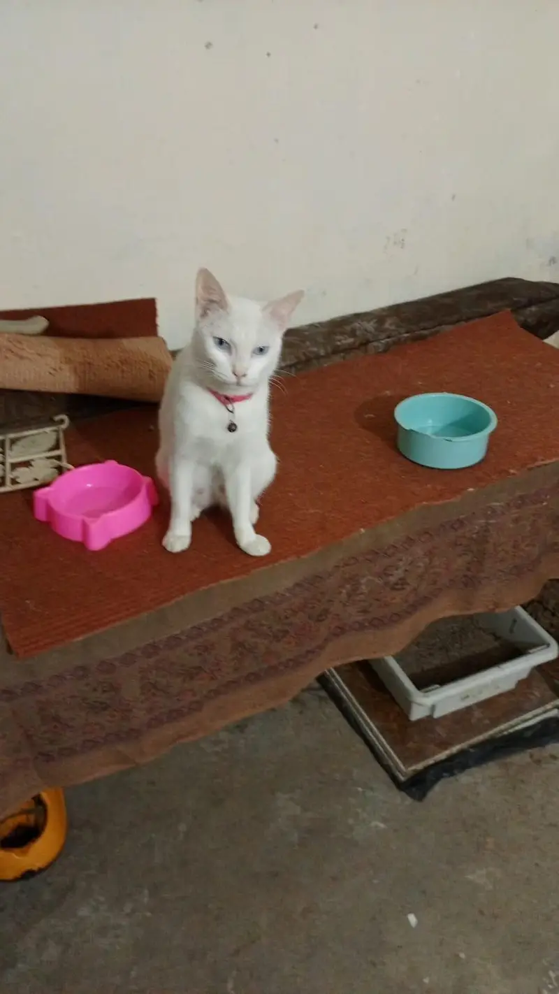 Persian cats pair available in good price — photo 3