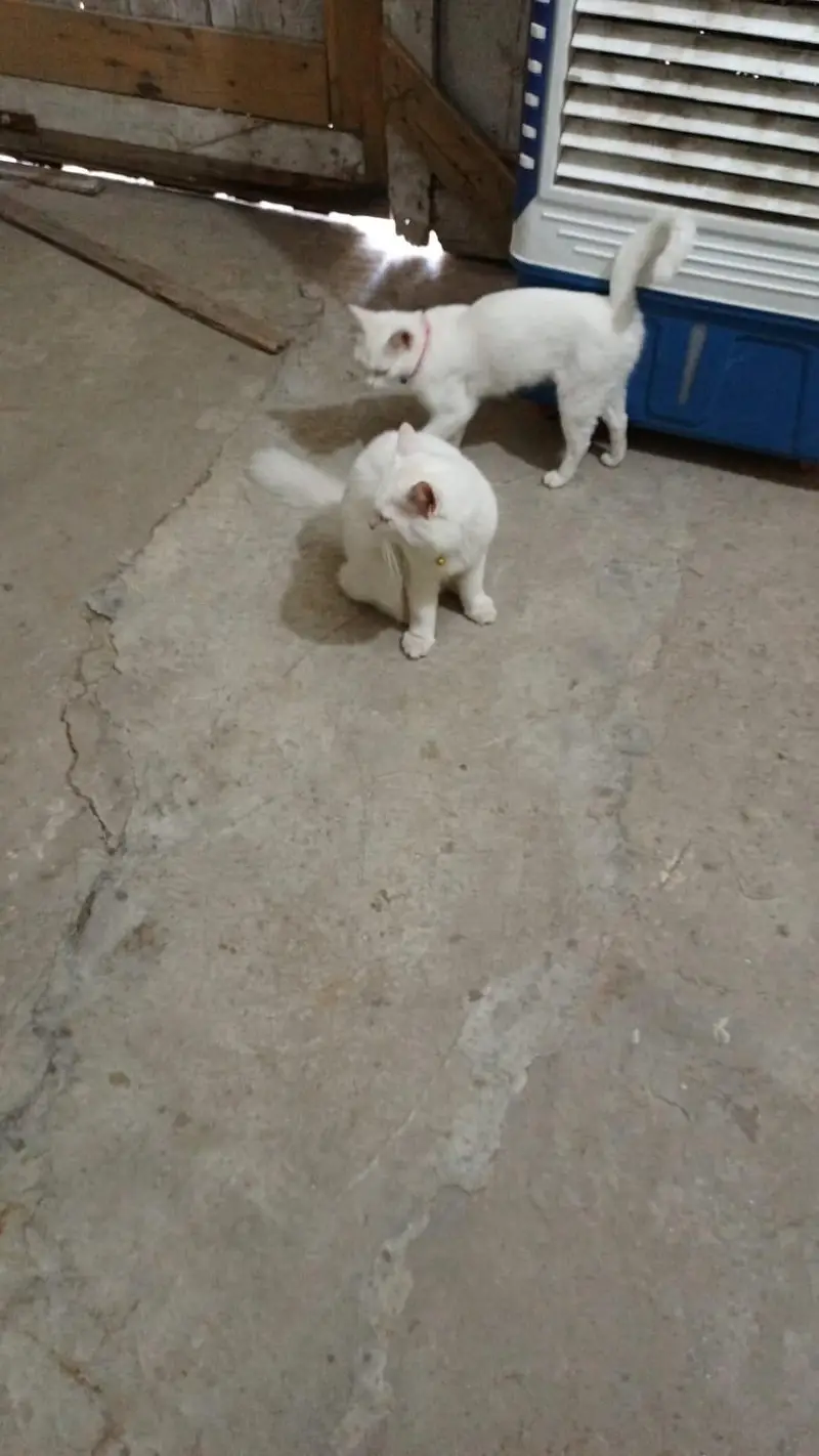 Persian cats pair available in good price — photo 4