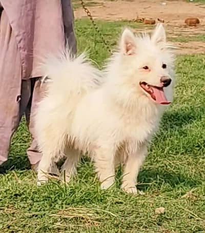 Russian male age 10 month for sale
