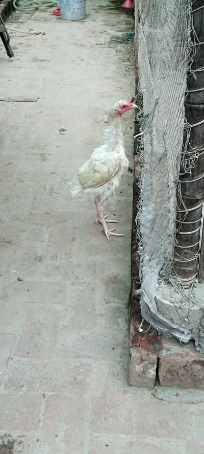 heera female & cheena patha
