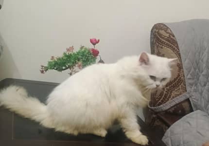 person kitten for sale