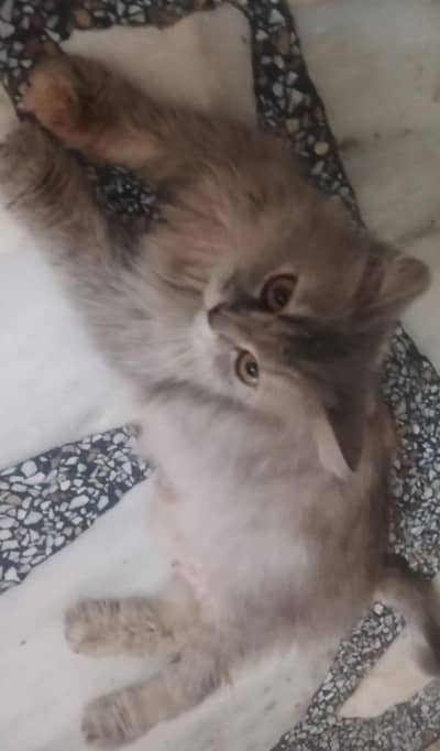 person female cat for sale