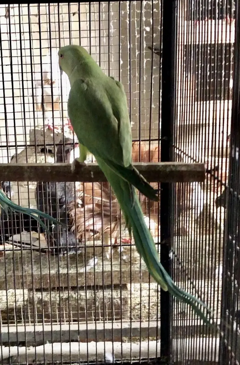 G r e e n RN Male — photo 2