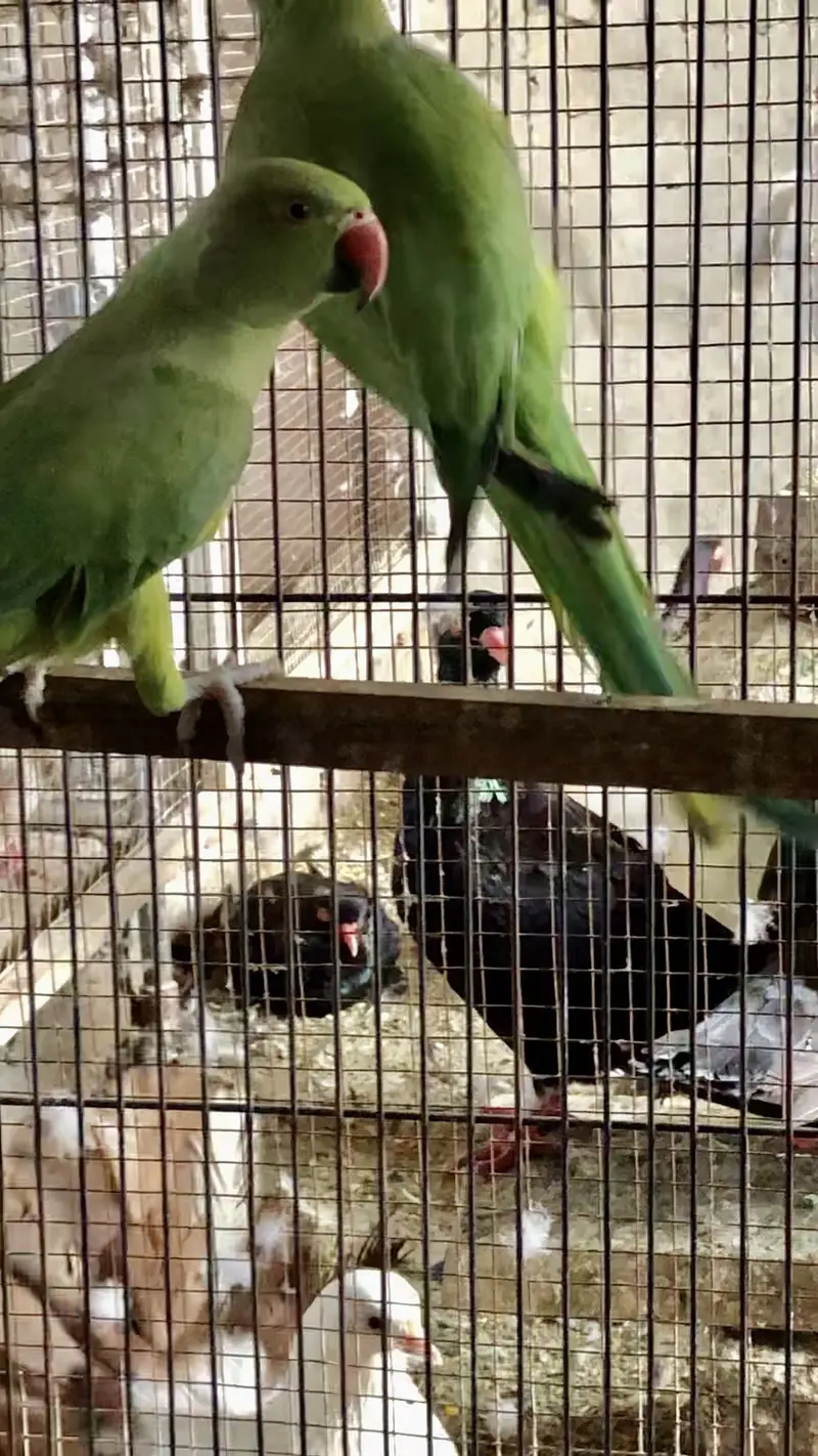 G r e e n RN Male — photo 3