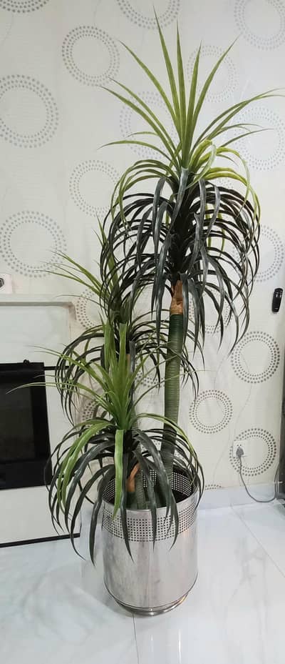 plant with very new condition