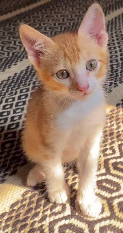 kitten available for adoption