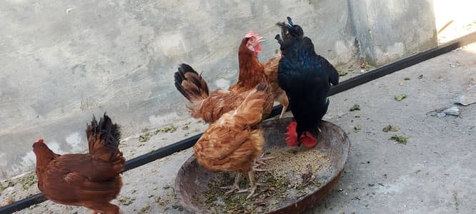 2 golden misri hens