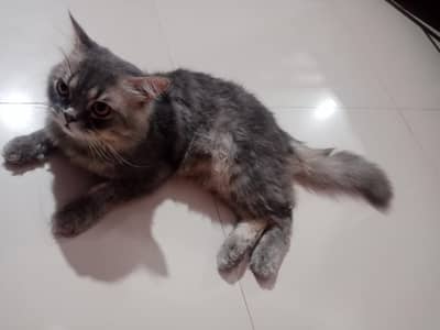 Persian punch face