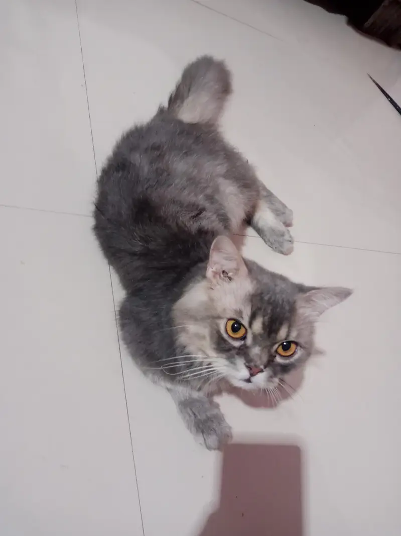 Persian punch face — photo 2