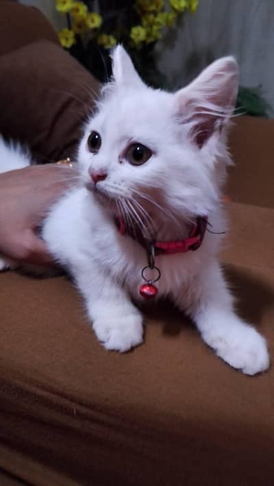 white Persian kitten t
