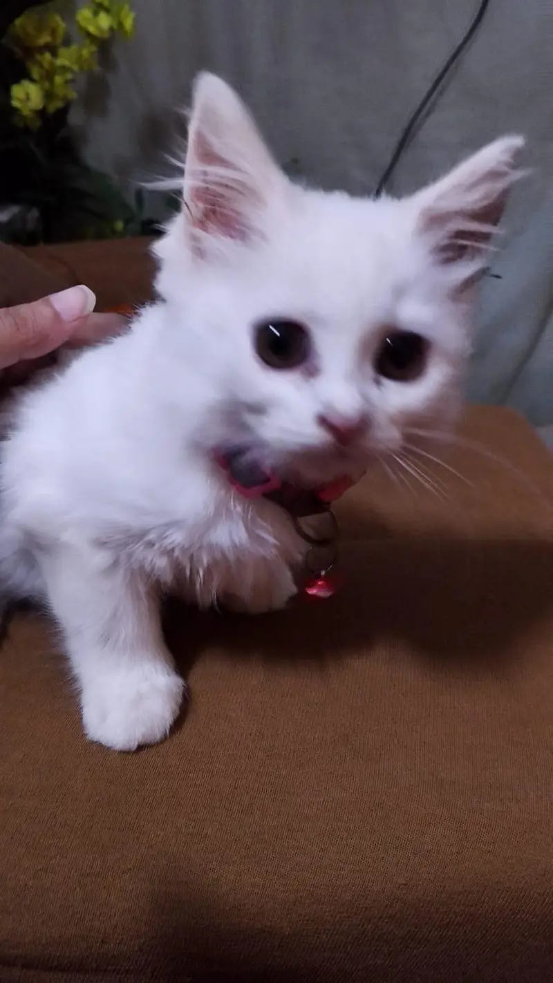 white Persian kitten t — photo 2
