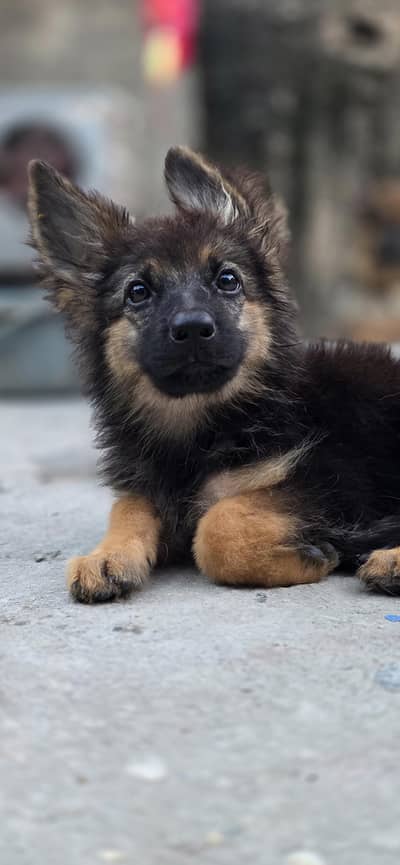 longcoat German shepherd puppy for sale