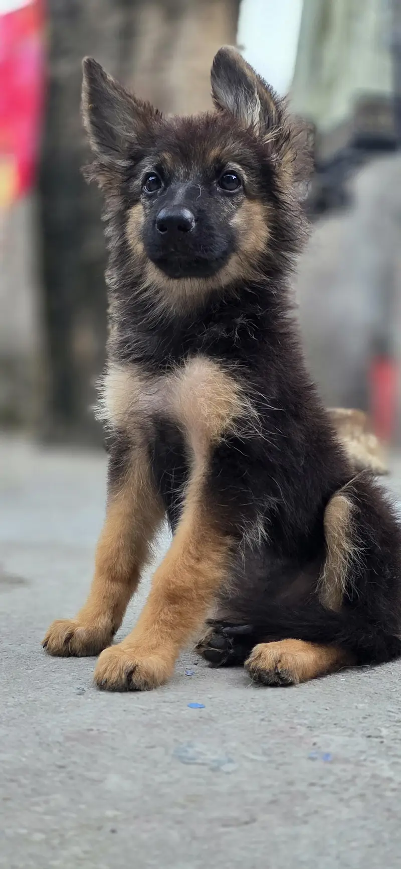longcoat German shepherd puppy for sale — photo 2