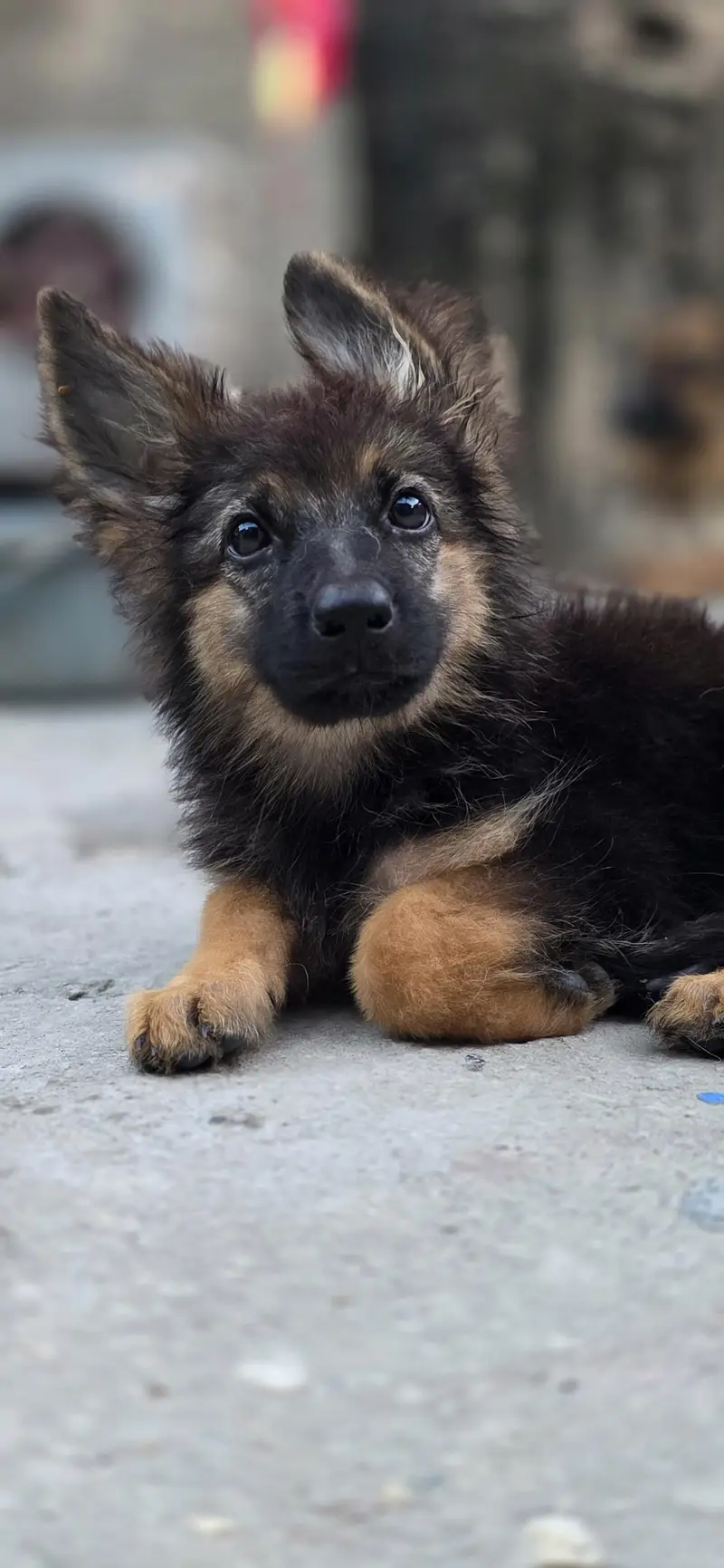 longcoat German shepherd puppy for sale — photo 3