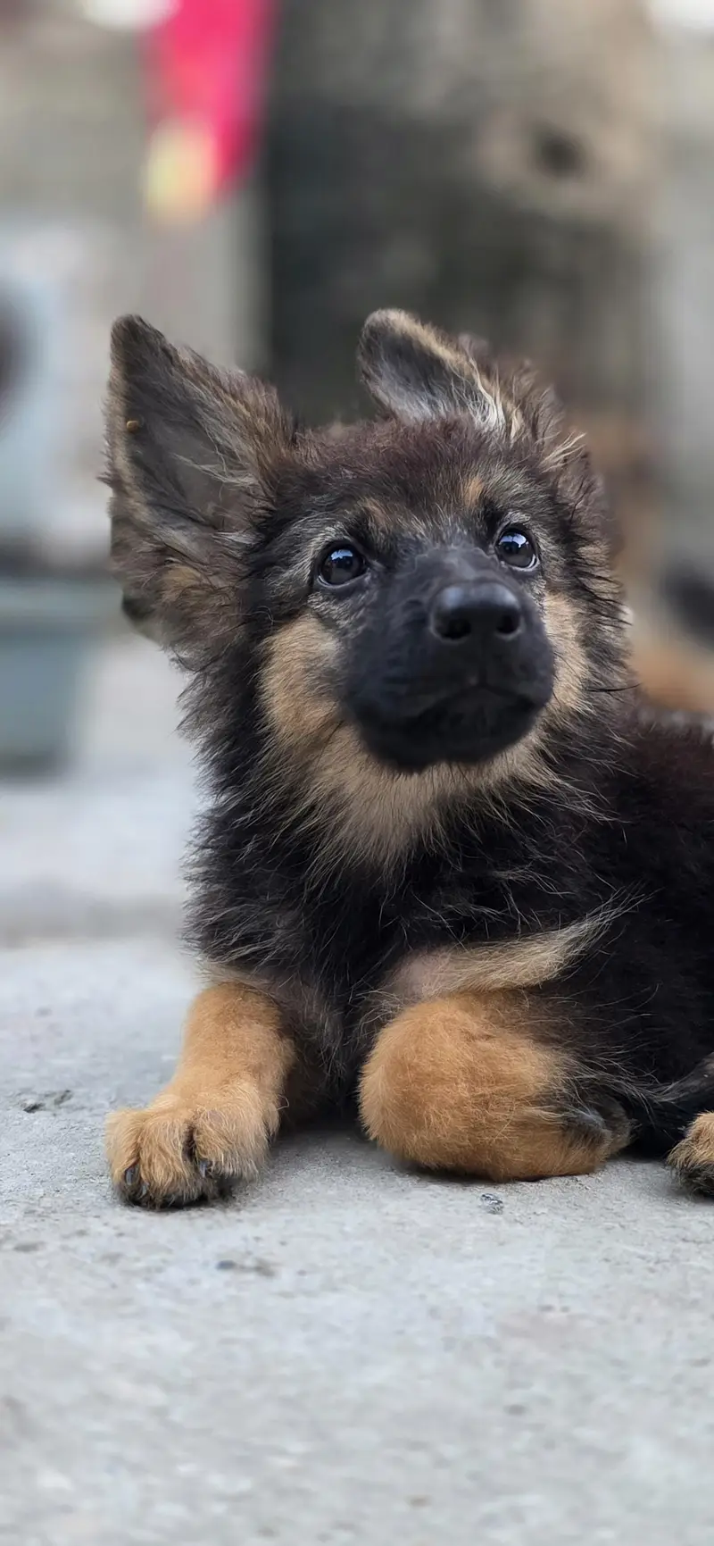 longcoat German shepherd puppy for sale — photo 4