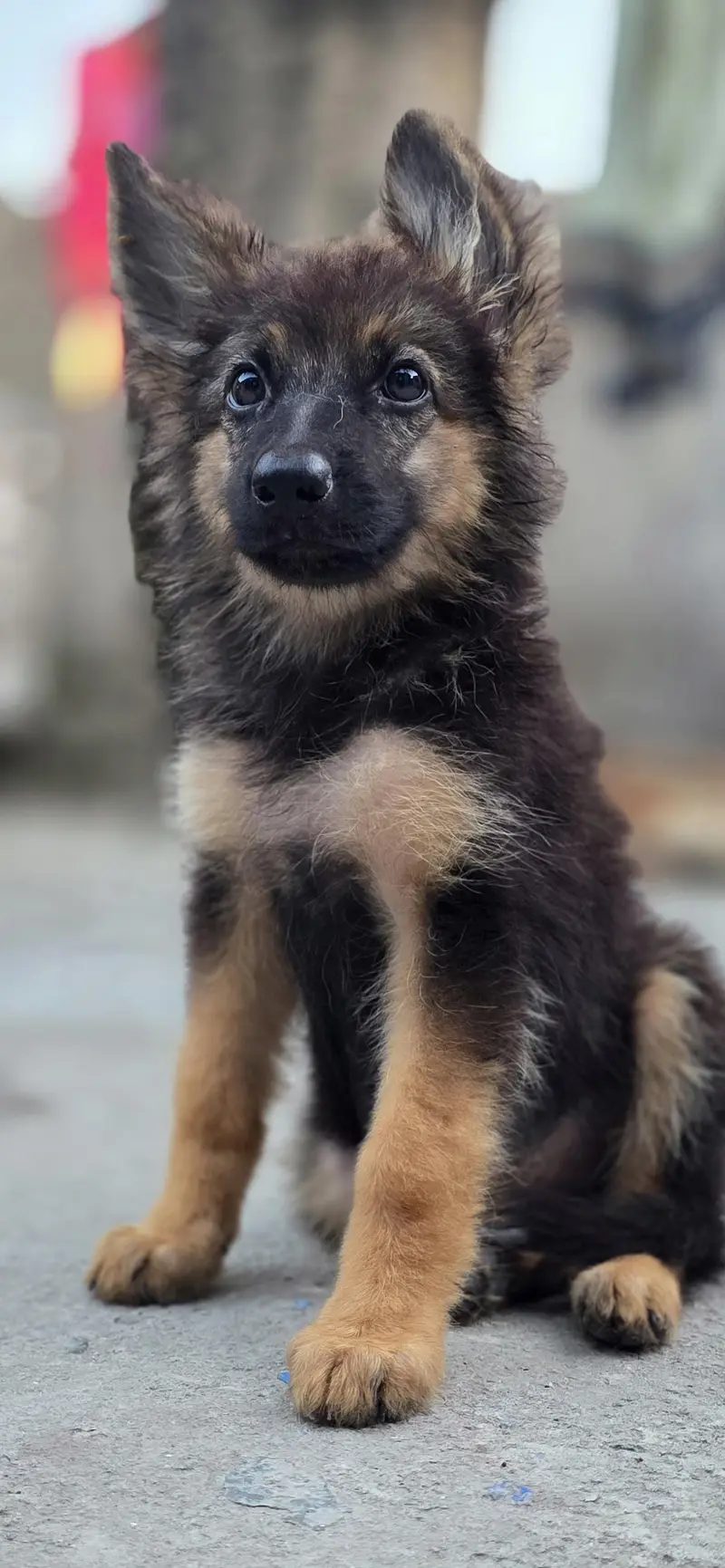 longcoat German shepherd puppy for sale — photo 5