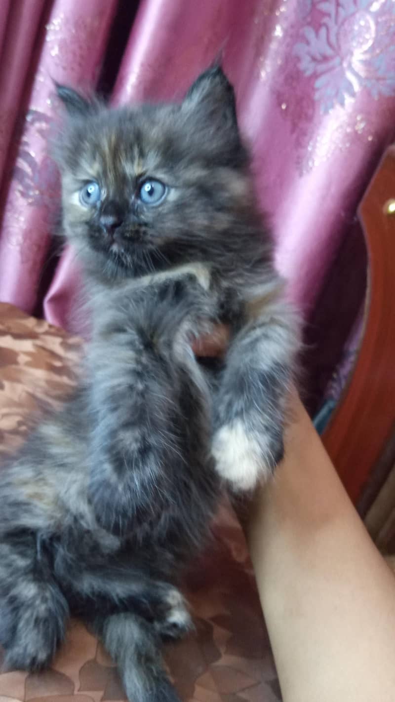 kittens available 1