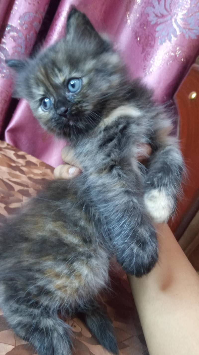 kittens available 2