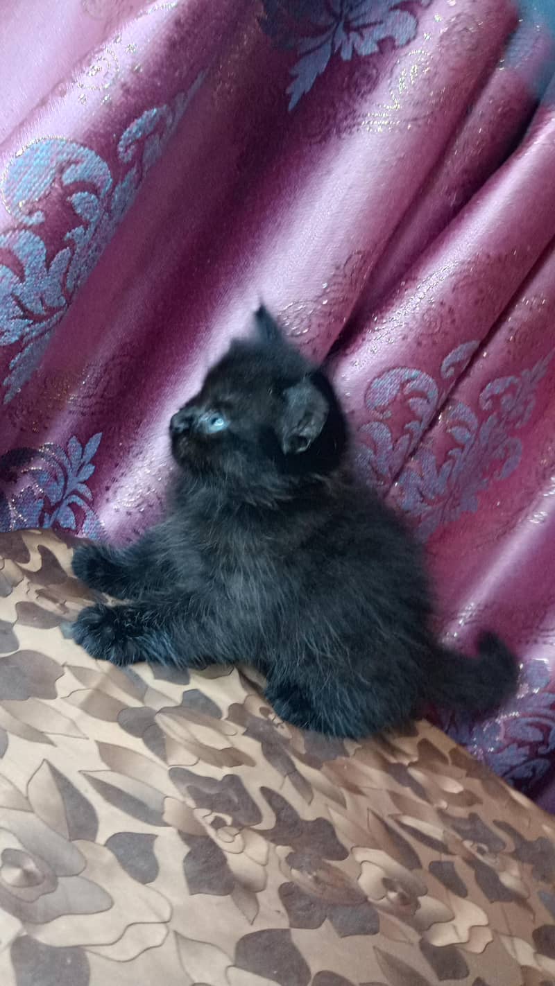 kittens available 4