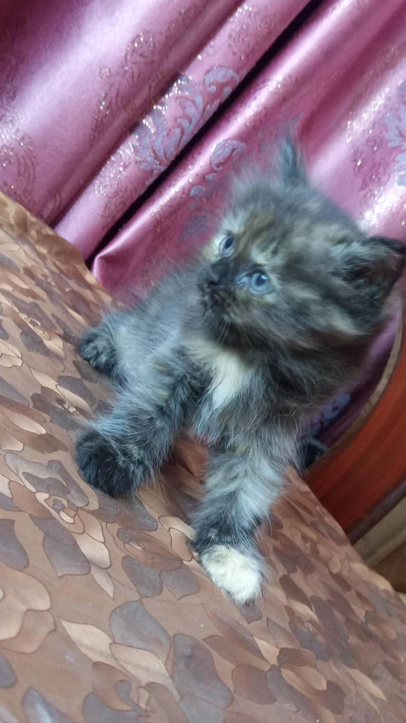 kittens available 5