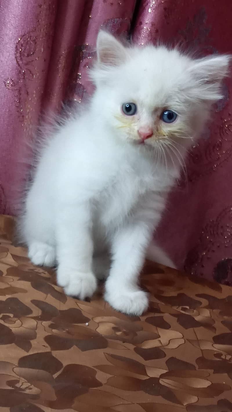 kittens available 6